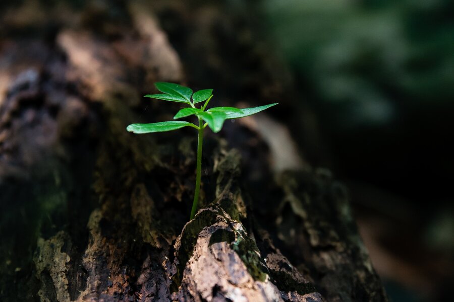 Analyzing Growth Rates