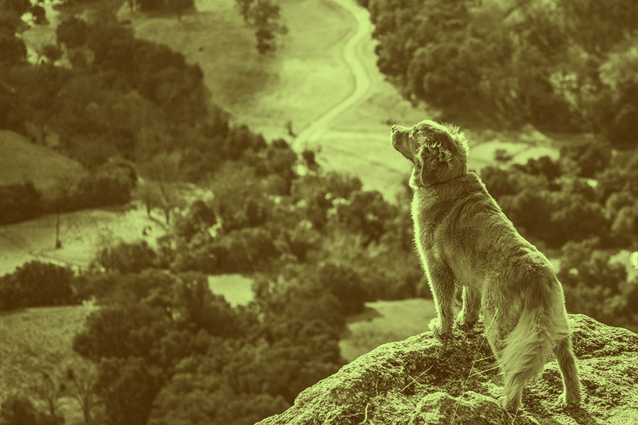 Stocks Not Always Top Dog: A Challenge to Mean Reversion