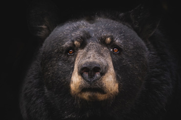 The Danger of Getting Out of Stocks During Bear Markets